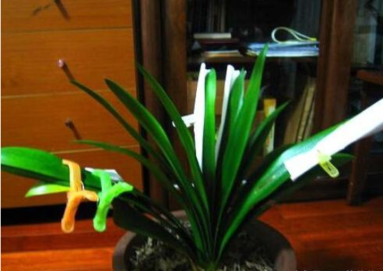 君子蘭養(yǎng)護(hù)常見問題及解決方法